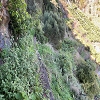 Plants: image4 16 Of 24 Thumb